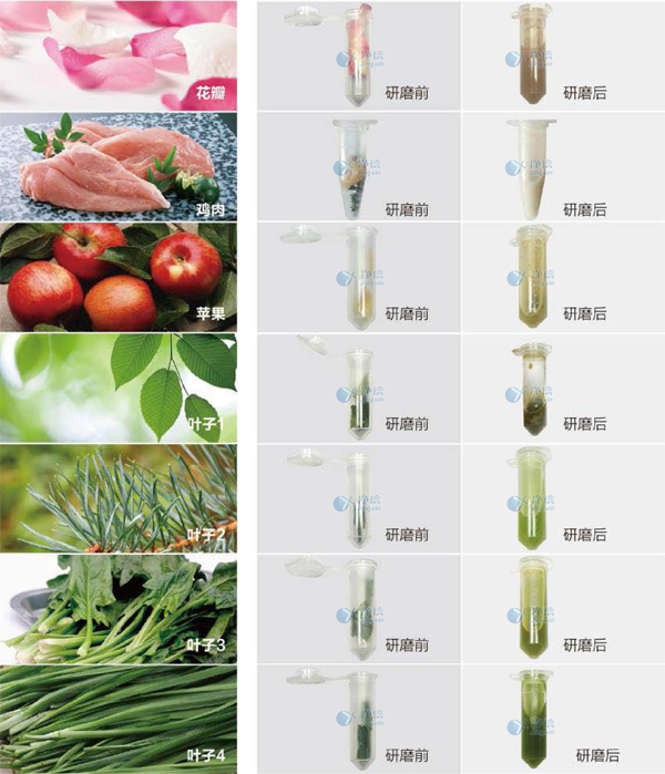 快速組織細(xì)胞破碎儀研磨前后效果圖